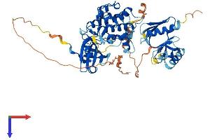 AlphaFold protein structure predicition of Human Recombinant PDPK1 Protein, UniprotID O15530