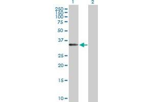Western Blot analysis of EIF3J expression in transfected 293T cell line by EIF3J MaxPab polyclonal antibody. (EIF3S1 anticorps  (AA 1-258))