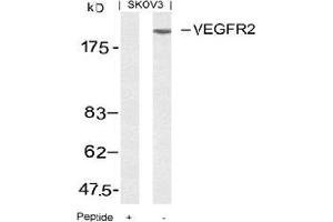Image no. 3 for anti-VEGF Receptor 2 (VEGFR2) (AA 949-953) antibody (ABIN197241) (VEGFR2/CD309 anticorps  (AA 949-953))