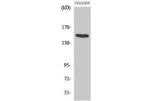 Western Blotting (WB) image for anti-Misshapen-Like Kinase 1 (MINK1) (Internal Region) antibody (ABIN3176018) (MAP4K6 anticorps  (Internal Region))