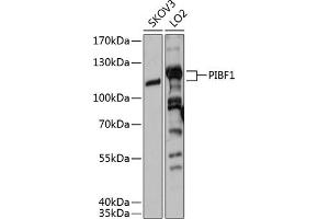 Western blot analysis of extracts of various cell lines, using PIBF1 antibody (ABIN6129315, ABIN6145604, ABIN6145605 and ABIN6215597) at 1:3000 dilution. (PIBF1 anticorps  (AA 598-757))