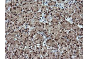 Image no. 4 for anti-Estrogen-Related Receptor gamma (ESRRG) (AA 24-263) antibody (ABIN1491251)