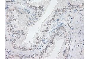 Immunohistochemistry (IHC) image for anti-Neurogenin 1 (NEUROG1) antibody (ABIN1499701) (Neurogenin 1 anticorps)
