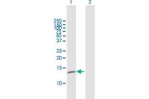 Western Blot analysis of C19orf10 expression in transfected 293T cell line by C19orf10 MaxPab polyclonal antibody. (C19orf10 anticorps  (AA 1-173))