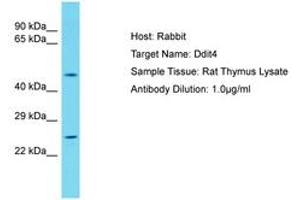 Image no. 1 for anti-DNA-Damage-Inducible Transcript 4 (DDIT4) (AA 45-94) antibody (ABIN6750381) (DDIT4 anticorps  (AA 45-94))