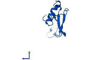 AlphaFold protein structure predicition of Mouse Recombinant Rps21 Protein, UniprotID Q9CQR2