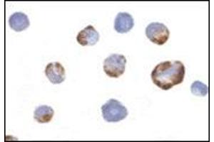 Immunocytochemistry of PAK5 in K562 cells with this product at 2 μg/ml.