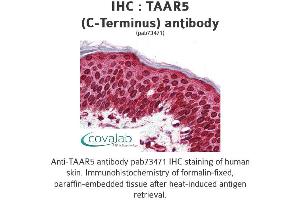 Image no. 1 for anti-Trace Amine Associated Receptor 5 (TAAR5) (C-Term) antibody (ABIN1739861) (TAAR5 anticorps  (C-Term))