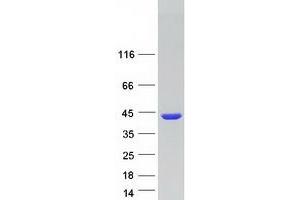 Validation with Western Blot