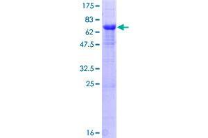Image no. 1 for Protein Phosphatase 1, Regulatory Subunit 7 (PPP1R7) (AA 1-360) protein (GST tag) (ABIN1315999)