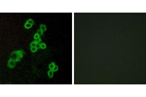 Peptide - +Immunofluorescence analysis of MCF-7 cells, using EDG2 antibody. (BUD31 anticorps  (Internal Region))