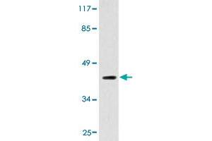 Western blot analysis of HepG2 cell extracts with ADORA2A polyclonal antibody . (Adenosine A2a Receptor anticorps  (AA 330-380))