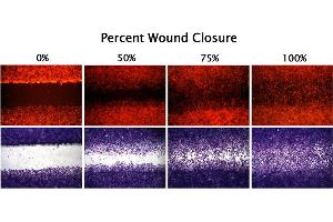 Percent Closure of MEF/STO Cells. (CytoSelect™ 24-Well Wound Healing Assay)
