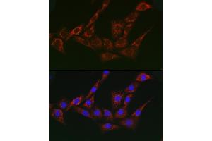 Immunofluorescence analysis of NIH/3T3 cells using G1 Rabbit pAb (ABIN7265447) at dilution of 1:200 (40x lens).