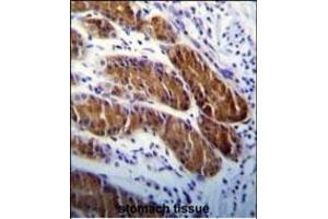 ATG5 Antibody (ABIN650657 and ABIN2849633) immunohistochemistry analysis in formalin fixed and paraffin embedded human stomach tissue followed by peroxidase conjugation of the secondary antibody and DAB staining. (ATG5 anticorps)