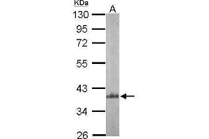 WB Image Sample (30 ug of whole cell lysate) A: NIH-3T3 10% SDS PAGE antibody diluted at 1:500