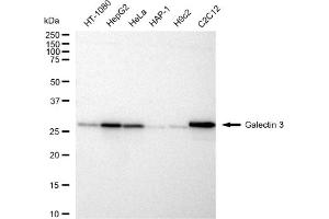 Western blotting analysis using Galectin 3 antibody (ABIN7798688). (Recombinant Galectin 3 anticorps)