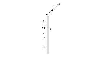 Anti-SERPINF1 Antibody (N-term)at 1:1000 dilution + human blood plasma lysates Lysates/proteins at 20 μg per lane. (PEDF anticorps  (N-Term))