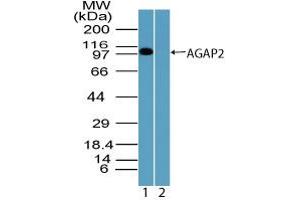 Image no. 1 for anti-ArfGAP with GTPase Domain, Ankyrin Repeat and PH Domain 2 (AGAP2) (AA 450-500) antibody (ABIN960074) (AGAP2 anticorps  (AA 450-500))