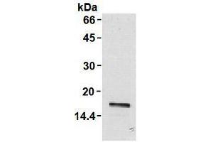 Western Blotting (WB) image for anti-Leukocyte Cell-Derived Chemotaxin 2 (LECT2) antibody (ABIN1108031) (LECT2 anticorps)