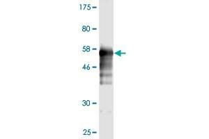 Western Blot detection against Immunogen (55. (Prohibitin anticorps  (AA 1-272))