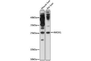 Western blot analysis of extracts of various cell lines, using HMOX1 antibody (ABIN4903945) at 1:1000 dilution. (HMOX1 anticorps)