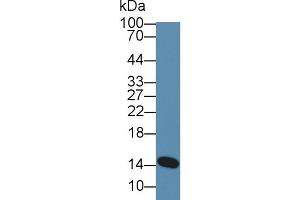 Western Blot; Sample: Human Milk; Primary Ab: 5µg/ml Rabbit Anti-Mouse aLA Antibody Second Ab: 0. (LALBA anticorps  (AA 24-141))