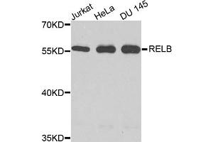 Western blot analysis of extracts of various cell lines, using RELB antibody. (RELB anticorps)