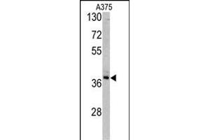Western blot analysis of TALDO1 antibody (Center) (ABIN390629 and ABIN2840933) in  cell line lysates (35 μg/lane). (TALDO1 anticorps  (AA 186-215))