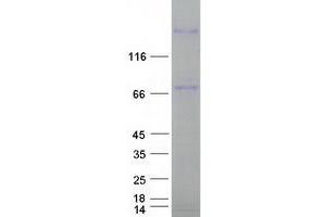Validation with Western Blot (LAMC3 Protein (Myc-DYKDDDDK Tag))