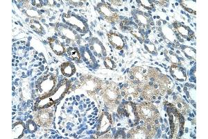 PSG3 antibody was used for immunohistochemistry at a concentration of 4-8 ug/ml to stain Epithelial cells of renal tubule (arrows) in Human Kidney. (PSG3 anticorps  (N-Term))