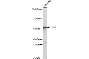 Western blot analysis of extracts of Rat lung, using GSK3α antibody (ABIN7267467) at 1:1000 dilution.