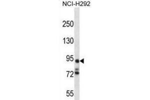 Western Blotting (WB) image for anti-Protocadherin alpha 7 (PCDHA7) antibody (ABIN2996876) (PCDHA7 anticorps)