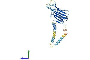 AlphaFold protein structure predicition of Mouse Recombinant Cd40lg Protein, UniprotID P27548