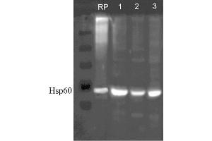 Western blot analysis of Human, Dog, Mouse SKBR3, MDCK, and MEF cell line lysates showing detection of HSP60 protein using Rabbit Anti-HSP60 Polyclonal Antibody . (HSPD1 anticorps  (HRP))