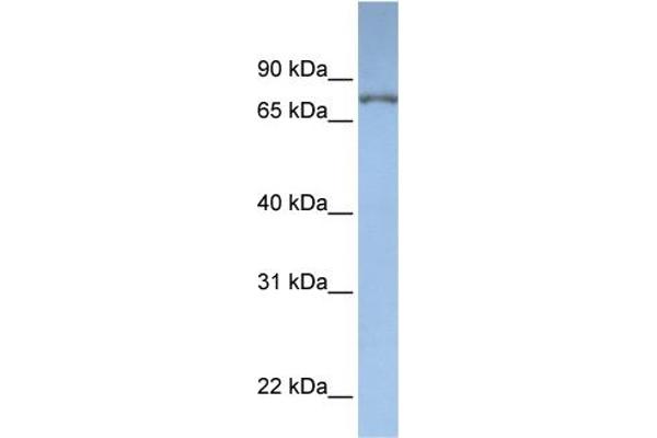 DPP3 抗体  (N-Term)