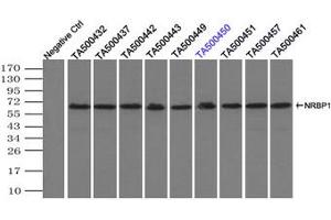 Image no. 3 for anti-Nuclear Receptor Binding Protein 1 (NRBP1) antibody (ABIN1499829) (NRBP1 anticorps)