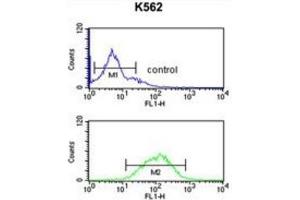 Flow Cytometry (FACS) image for anti-gamma-aminobutyric Acid (GABA) A Receptor, gamma 3 (GABRG3) antibody (ABIN3002136)