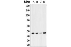 Western blot analysis of VASP expression in A549 (A), HepG2 (B), NIH3T3 (C), PC12 (D) whole cell lysates.