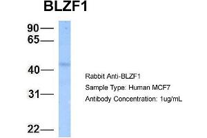 Host: Rabbit Target Name: BLZF1 Sample Type: MCF7 Antibody Dilution: 1. (BLZF1 anticorps  (N-Term))