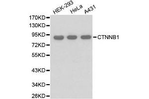 Western blot analysis of extracts of various cell lines, using CTNNB1 antibody. (CTNNB1 anticorps)