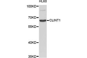 Western blot analysis of extracts of HL-60 cells, using CLINT1 antibody (ABIN1871913).