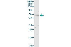 PNPLA3 MaxPab rabbit polyclonal antibody.