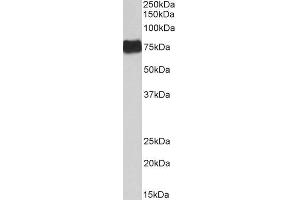 ABIN5539723 (0. (FGA anticorps  (Internal Region))