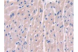 Detection of PON2 in Mouse Heart Tissue using Polyclonal Antibody to Paraoxonase 2 (PON2)