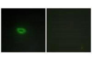 Immunofluorescence analysis of A549 cells, using ECRG4 antibody. (MEMO1 anticorps)