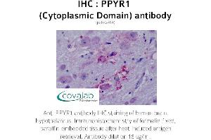 Image no. 1 for anti-Neuropeptide Y Receptor Y4 (NPY4R) (3rd Cytoplasmic Domain) antibody (ABIN1738313) (NPY4R anticorps  (3rd Cytoplasmic Domain))