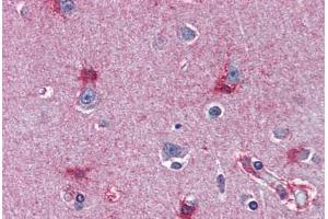 Human Brain, Cortex (formalin-fixed, paraffin-embedded) stained with MAT2A antibody ABIN364446 at 10 ug/ml followed by biotinylated anti-mouse IgG secondary antibody ABIN481714, alkaline phosphatase-streptavidin and chromogen. (MAT2A anticorps  (AA 1-395))