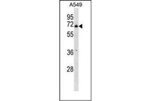 Western blot analysis of PLBD2 Antibody (Center) in A549 cell line lysates (35ug/lane). (PLBD2 anticorps  (Middle Region))