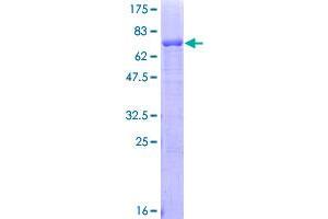 Image no. 1 for Advanced Glycosylation End Product-Specific Receptor (AGER) (AA 23-404) protein (GST tag) (ABIN1344555)